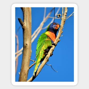 Rainbow Lorikeet Sticker